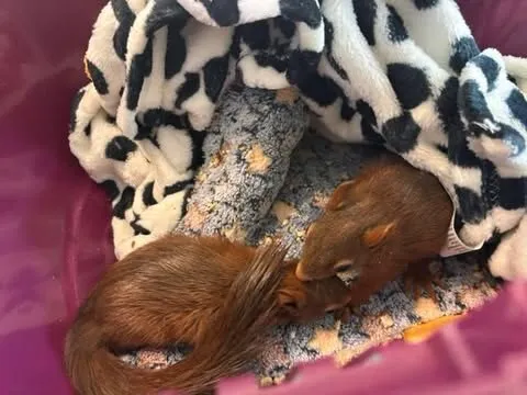 Ein junges Eichhörnchen liegt eingekuschelt auf einer gemusterten Decke.