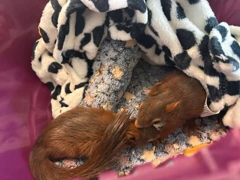 Ein junges Eichhörnchen liegt eingekuschelt auf einer gemusterten Decke.