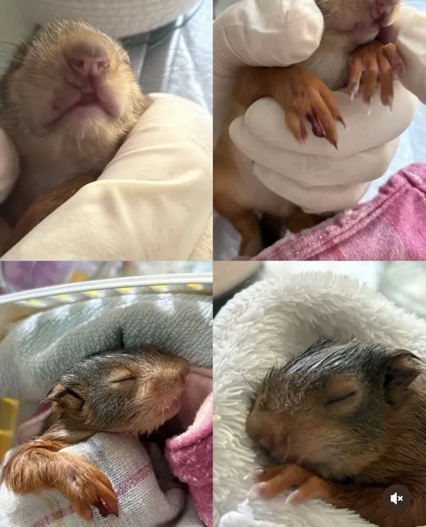 Collage aus vier Fotos: junge Eichhörnchen in Tüchern und in behandschuhten Händen.