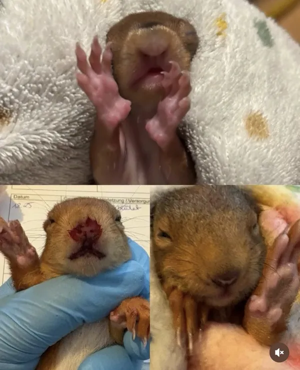 Collage aus drei Fotos: junge Eichhörnchen werden in Tüchern und mit Handschuhen gehalten und untersucht.