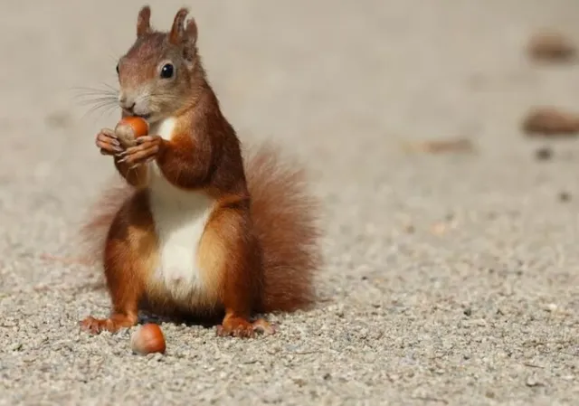 Ein Eichhörnchen sitzt auf sandigem Boden und knabbert an einer Nuss.
