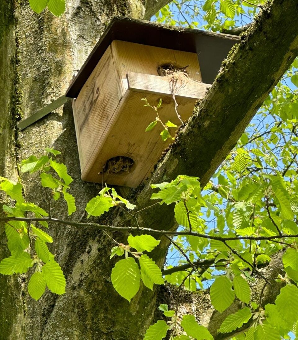 Ein hölzernes Eichhörnchen-Futterhaus hängt an einem Baumstamm zwischen grünen Blättern.