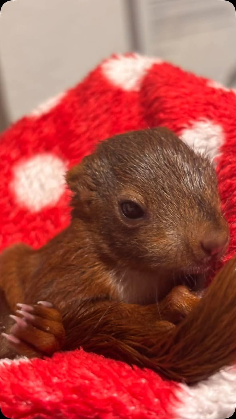 Ein junges Eichhörnchen liegt entspannt auf einer roten Decke mit weißen Punkten.