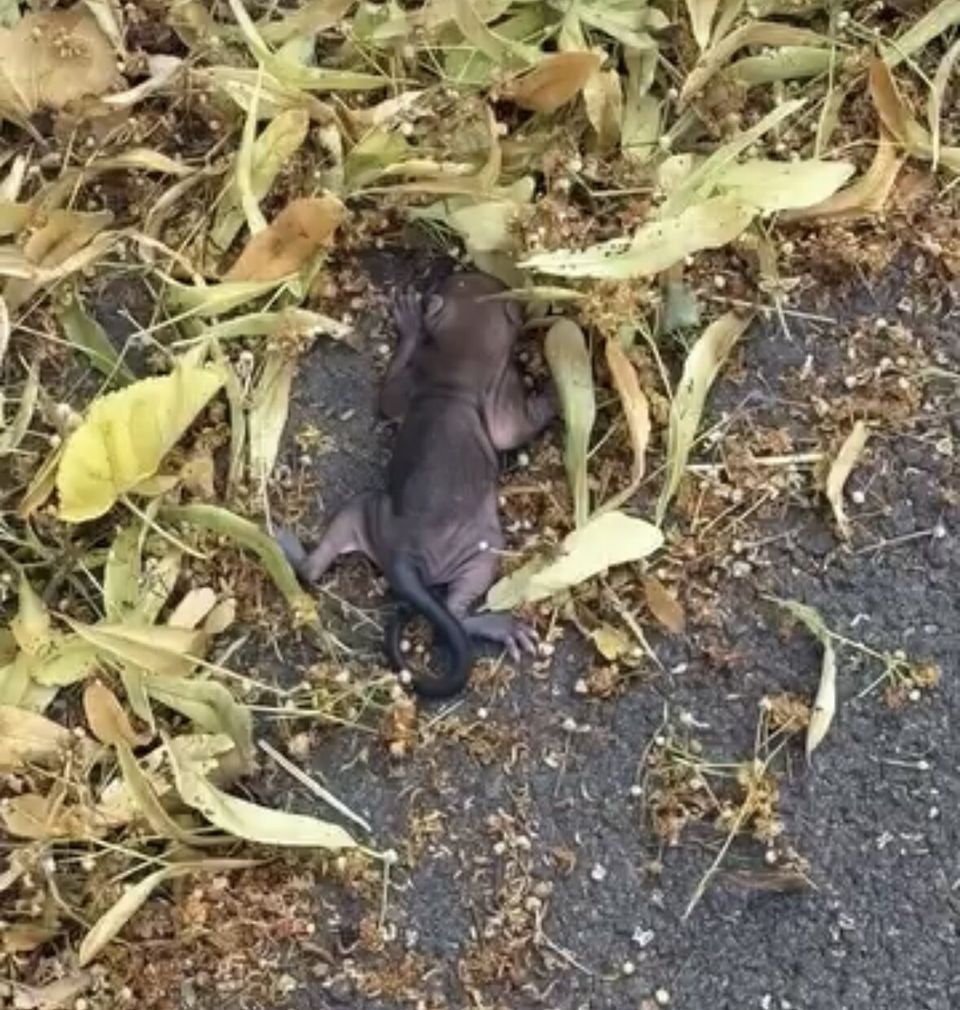 Ein junges Eichhörnchen liegt zusammengerollt zwischen Laub auf dem Boden.