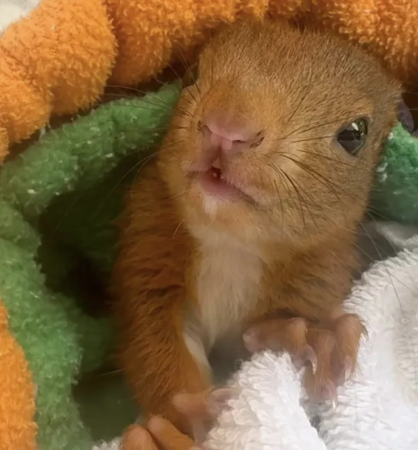 Ein junges Eichhörnchen schaut aus einer orange-grünen Kuscheldecke.