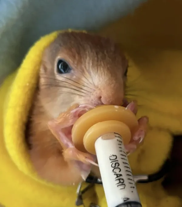 Ein junges Eichhörnchen in einer gelben Decke trinkt aus einer Aufzuchtspritze mit Sauger.