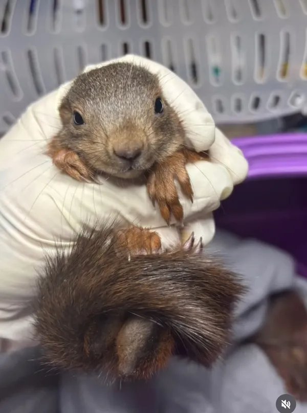 Ein junges Eichhörnchen wird mit weißen Handschuhen gehalten, dahinter eine Transportbox.