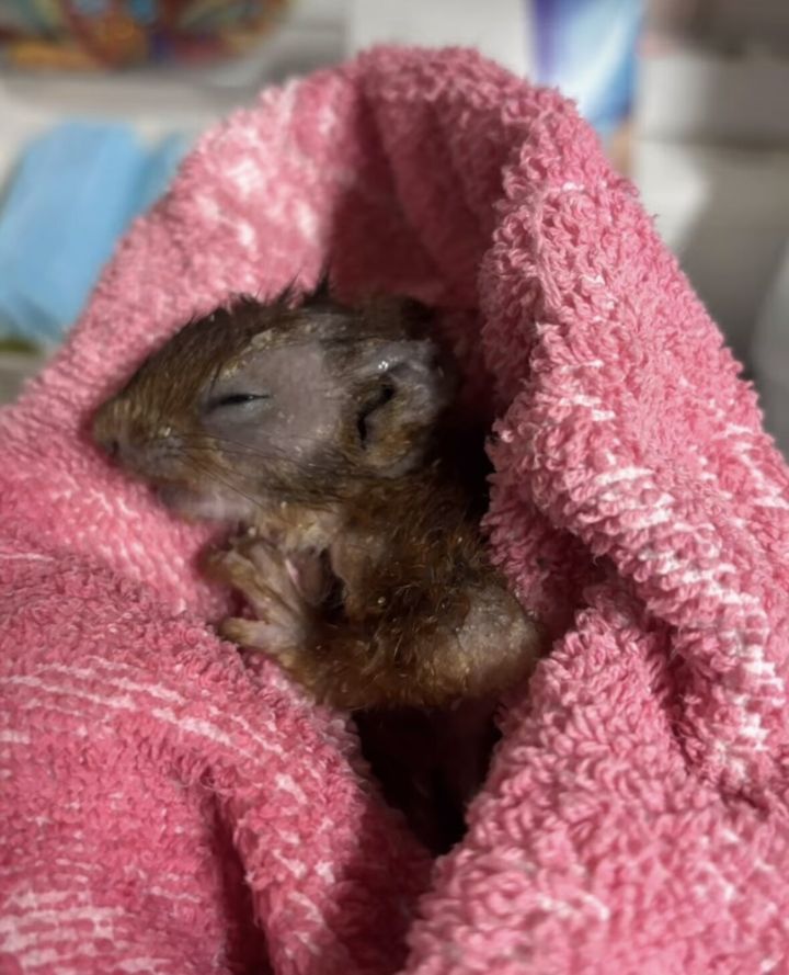 Ein junges Eichhörnchen schläft eingekuschelt in einem rosa Handtuch.
