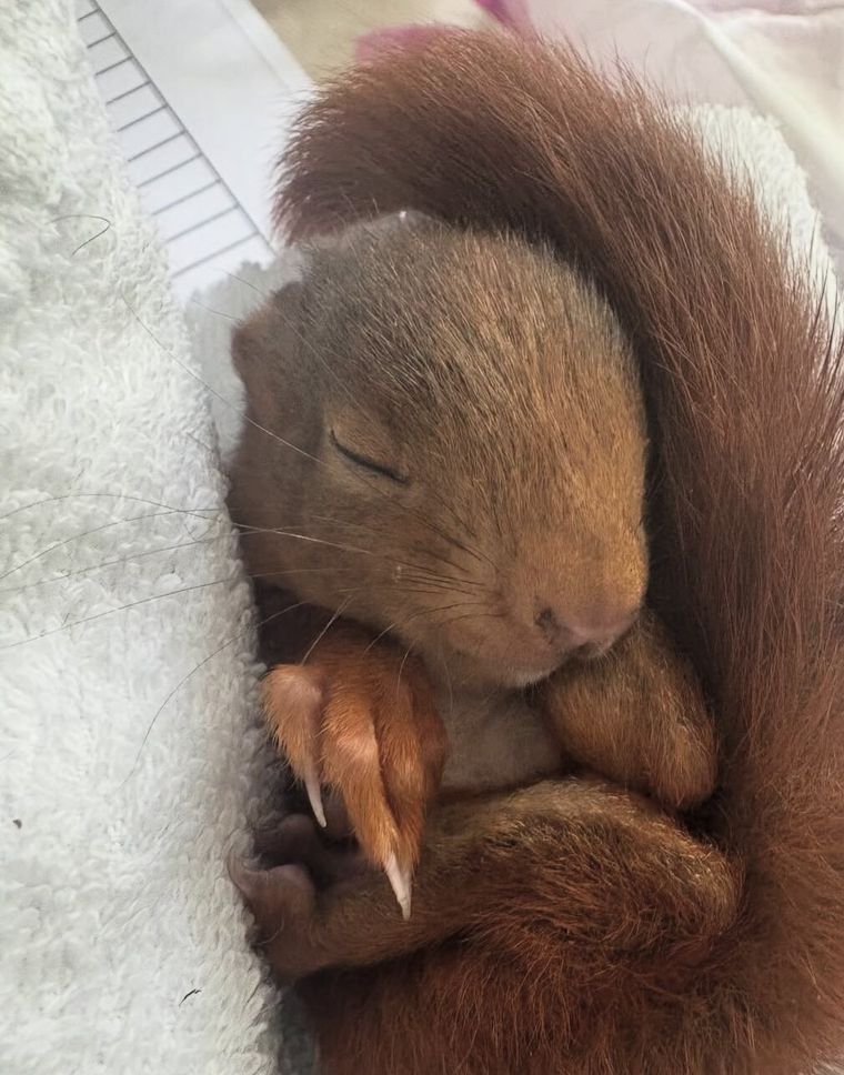 Ein junges Eichhörnchen schläft zusammengerollt in einer weichen Decke, den buschigen Schwanz um sich gelegt.