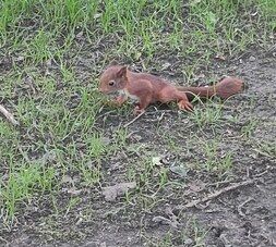 Ein junges Eichhörnchen mit rotem Fell sitzt im kurzen Gras.