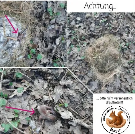 Fotocollage mit der Überschrift „Achtung …“: ein abgestürzter Kobel auf laubbedecktem Waldboden, Pfeile zeigen auf nackte Jungtiere zwischen den Blättern. Darunter der Hinweis „… bitte nicht versehentlich drauftreten!!“