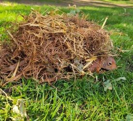 Ein abgestürzter Kobel aus trockenem Gras liegt auf einer Wiese, am Rand ist ein Eichhörnchen zu sehen.