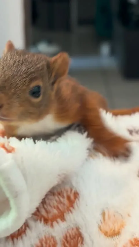 Ein junges Eichhörnchen mit geöffneten Augen liegt auf einer flauschigen, hellen Decke.