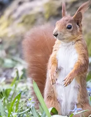 Ein Eichhörnchen steht aufrecht im Gras; am hellen Bauch sind die Zitzen zu erkennen.