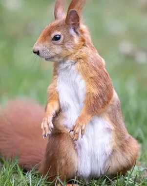 Ein Eichhörnchen steht seitlich aufgerichtet auf einer Wiese; am Bauch sind Zitzen zu sehen.