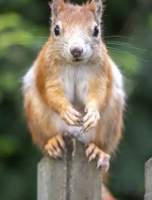 Ein Eichhörnchen steht auf einem Holzpfahl; am hellen Bauch sind die Zitzen zu erkennen.