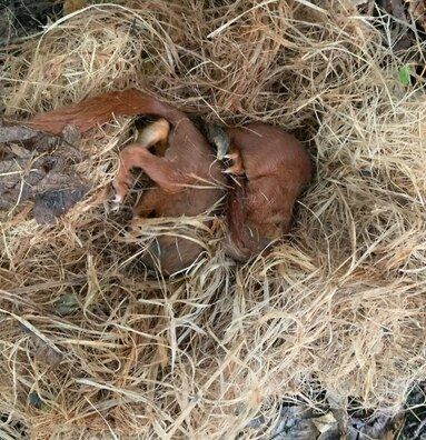 Zwei junge Eichhörnchen mit rotbraunem Fell liegen in einem Nest aus trockenem Gras.