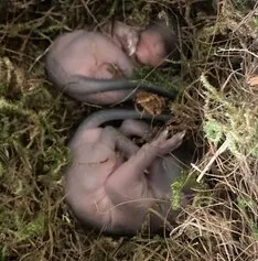 Zwei nackte Eichhörnchenbabys liegen in einem Nest aus Gras und Moos.