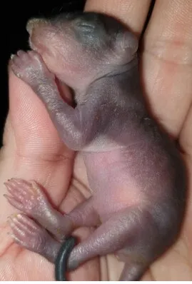 Ein nacktes, neugeborenes Eichhörnchen mit geschlossenen Augen liegt in einer Handfläche.