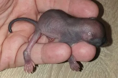 Ein sehr junges Eichhörnchen mit dunkler Haut und noch ohne Fell liegt quer über einer Hand.