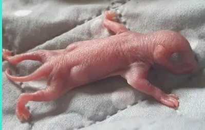 Ein rosafarbenes, haarloses Eichhörnchenbaby liegt ausgestreckt auf einer grauen Decke.
