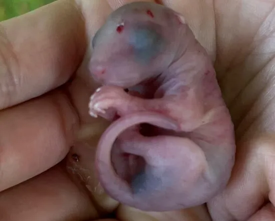 Ein nacktes Eichhörnchenbaby liegt zusammengerollt in einer Hand.