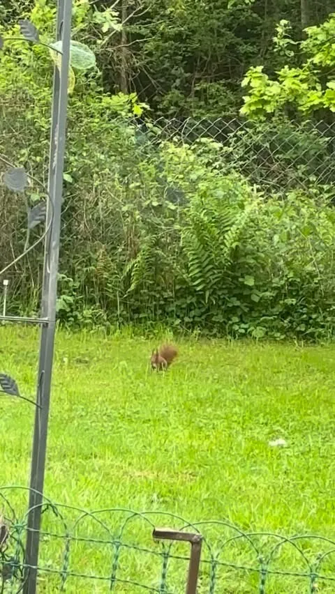 Blick über einen Zaun auf eine Wiese am Waldrand, im Gras sitzt ein kleines Eichhörnchen.