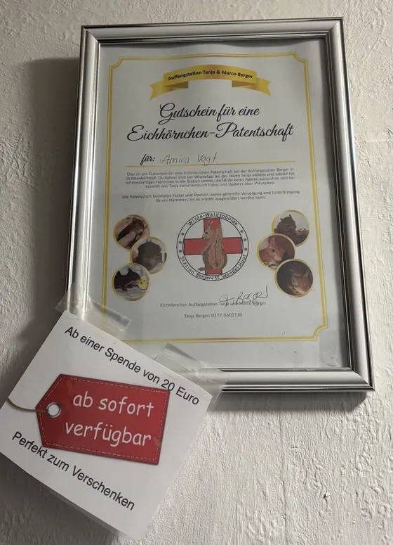 Gerahmter Gutschein für eine Eichhörnchen-Patenschaft mit Fotos von Jungtieren. Ein Anhänger daran: „Ab einer Spende von 20 Euro – ab sofort verfügbar – perfekt zum Verschenken“.