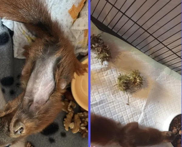 Zwei Fotos: Ein Eichhörnchen liegt entspannt auf dem Rücken neben Walnüssen; ein Gehege mit Haselnüssen und Zweigen.