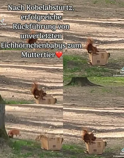 Infoblatt der Station: Nach einem Kobelabsturz erfolgreiche Rückführung von unverletzten Eichhörnchenbabys zum Muttertier, mit Fotos von Karton und Jungtieren im Gras.