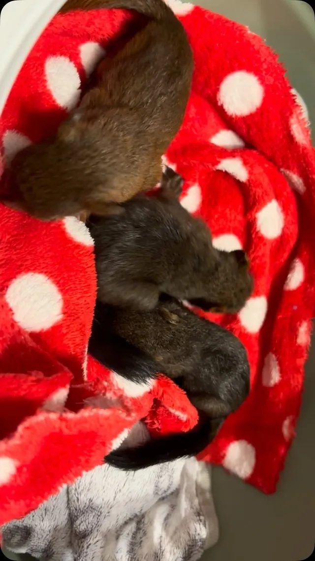 Zwei junge Eichhörnchen liegen eingekuschelt in einer roten Decke mit weißen Punkten.