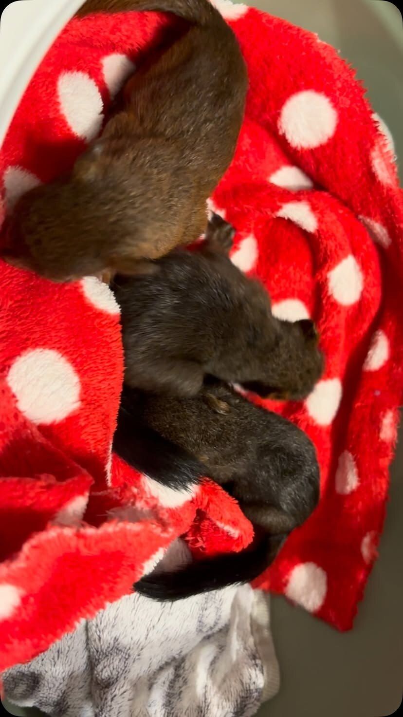 Zwei junge Eichhörnchen liegen eingekuschelt in einer roten Decke mit weißen Punkten.