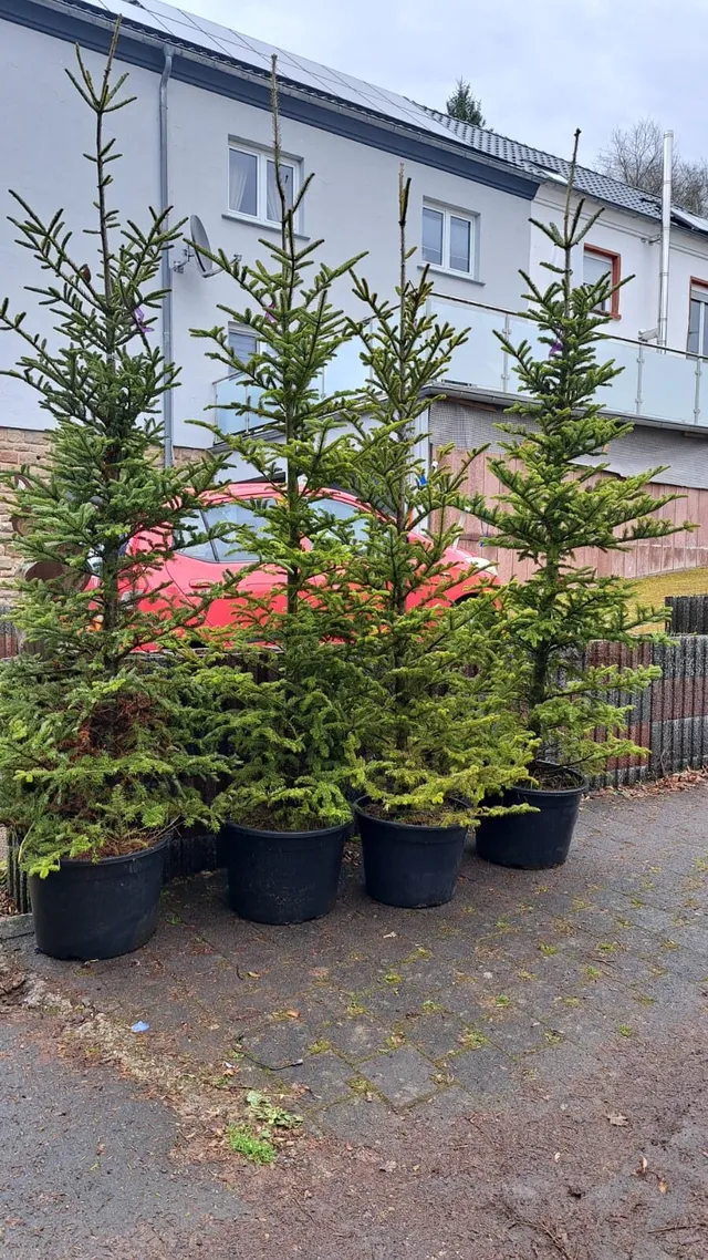 Vier junge Tannenbäume in Pflanztöpfen stehen nebeneinander vor einem Gebäude.