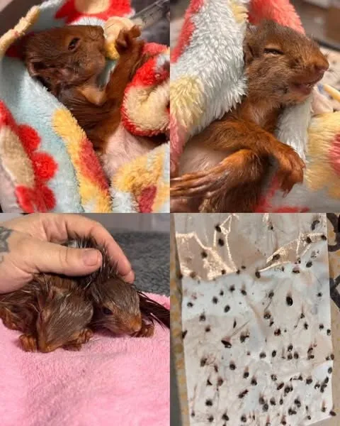 Collage: zwei junge Eichhörnchen in bunten Decken, eine Hand hält ein Jungtier, daneben ein Tuch mit abgesammelten Parasiten.