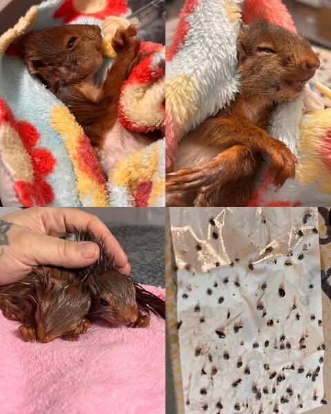 Collage: zwei junge Eichhörnchen in bunten Decken, eine Hand hält ein Jungtier, daneben ein Tuch mit abgesammelten Parasiten.